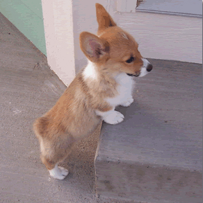 Corgi wants to be tall. [1]